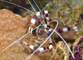 Sea crayfish Stenophus ispidus 